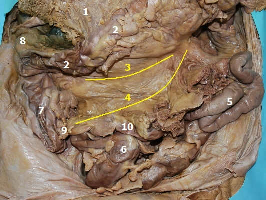 Mesocolon transversum et mesenterium