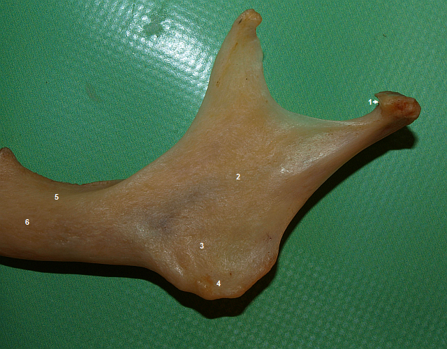 Rameno mandibuly