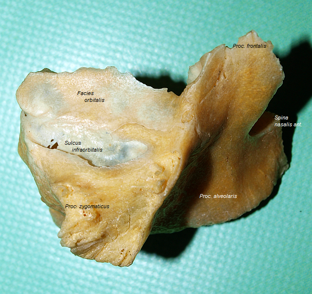 Prav maxilla (mediln strana)