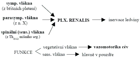 Nervy ledviny