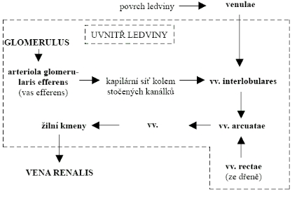 iln systm ledviny